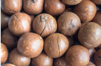 Orzechy makadamia w skorupce